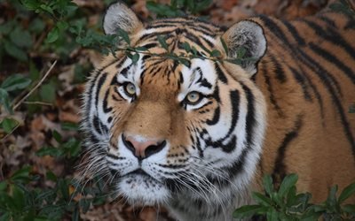 Amur tiger, rovdjur, vilda djur, tigrar, skogen