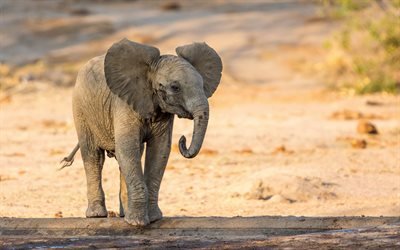 Pequeno elefante, animais fofos, &#193;frica, a vida selvagem, safari, elefantes