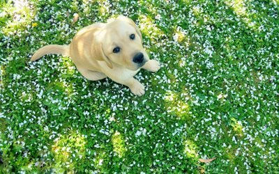 golden retriever, puppy, small labrador, cute animals, grass, labrador