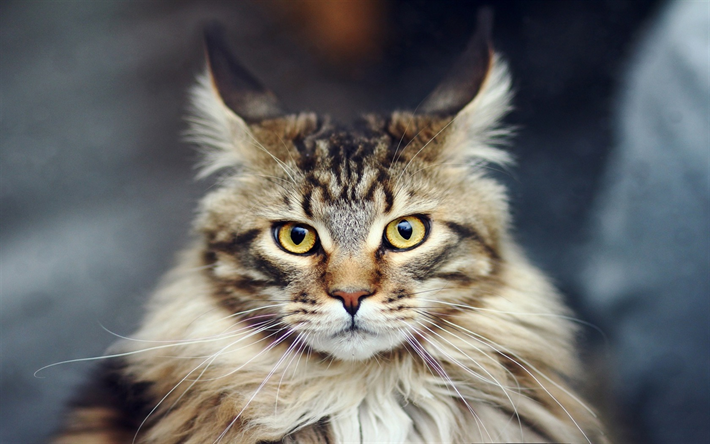 Maine Coon, close-up, color amarillento de los ojos, suaves gato, animales lindos, mascotas, gatos, gato dom&#233;stico, Gato de Coon de Maine