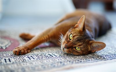 Abyssinian cat, domestic short-haired cat, beautiful brown cat, Egyptian cat, big green eyes, Egyptian carpet, cats