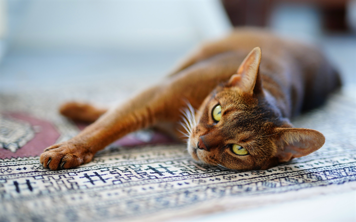 Abessinialainen kissa, kotimainen lyhytkarvainen kissa, kaunis ruskea kissa, Egyptin kissa, iso vihre&#228;t silm&#228;t, Egyptin matto, kissat