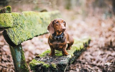 Dachshund, park, pets, dogs, brown dachshund, autumn, cute animals, Dachshund Dog