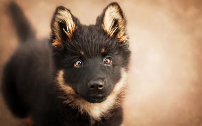 German Shepherd Dog, bokeh, puppy, cute animals, dogs, German Shepherd