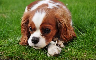 Cavalier King Charles Spaniel, peque&#241;o spaniel, ojos grandes, cabello rizado perro, simp&#225;ticos animales, mascotas, perros, cachorro en la hierba verde