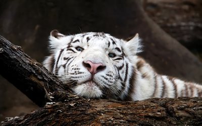 tigre bianca, predatore, wildlife, tigre con gli occhi azzurri, gli animali pericolosi