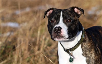 Staffordshire Bull Terrier, black and white dog, pets, dogs, autumn