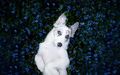 Aussie, flores de color azul, bokeh, Pastor Australiano, mascotas, perro, perros, Perro Pastor Australiano Aussie Perro