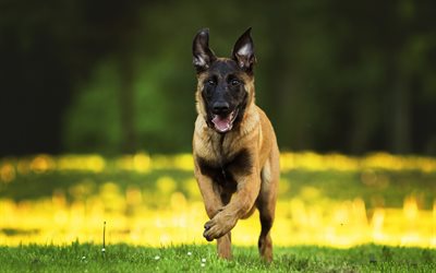 Perro Pastor alem&#225;n, el peque&#241;o perrito lindo, perros, mascotas, gracioso perrito, la hierba verde
