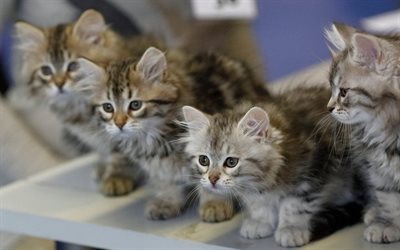 cute fluffy kittens, little gray cats, pets, four kittens, cats, American Shorthair cats
