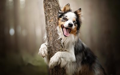 Australian Shepherd, funny dog, forest, tree, cute animals, Aussie, pets, dogs