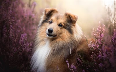 Shetland Sheepdog, lavender, Sheltie, pets, Shetland Collie, bokeh, shetland sheepdog, dogs, Shetland Sheepdog Dog