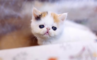 Exotic Shorthair cat, small white kitten, cute animals, white cat, pets, cats