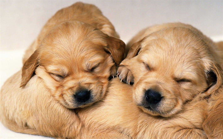 labradors, 子犬, リー, ペット, 寝犬, かわいい動物たち, 小labradors, ゴールデンレトリーバー