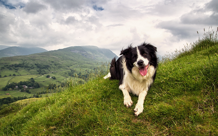 Border Collie, mountain landscape, green slopes, white black dog, pets, cute animals, dogs
