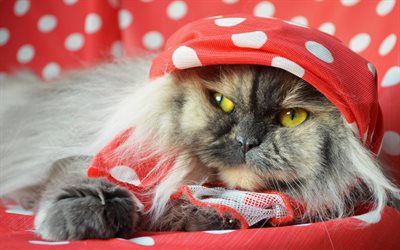 Persian Cat, gray cat, close-up, yellow eyes, fluffy cat, cats, domestic cats, pets, Persian