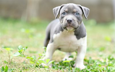 Pit Bull, prato, cucciolo, cani, Pit Bull Terrier, grigio Pit Bull, animali domestici, Cane pitbull