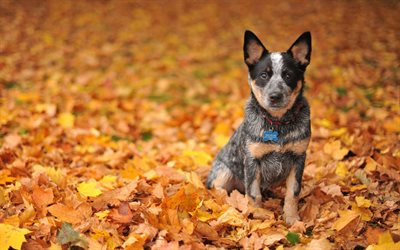 Blue Heeler, autumn, Australian Cattle Dog, puppy, dogs, Australian Bouvier Dog, pets, Australian Heeler, Queensland Heeler