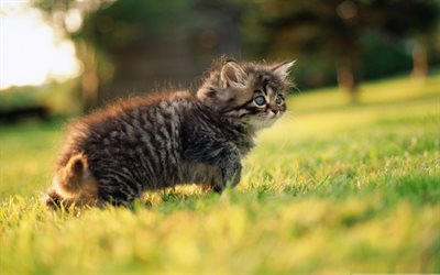 American Bobtail, kitten, pets, close-up, lawn, domestic cat, bokeh, cute animals, cats, American Bobtail Cat