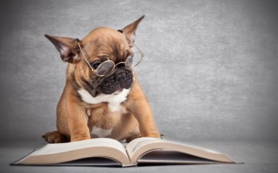french bulldog, book, dogs, cute dog, puppy, brown french bulldog, pets, cute animals, bulldogs