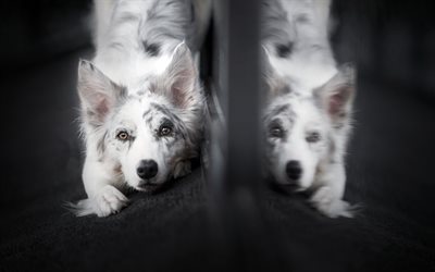 blanco pastor australiano perro, aussie, simp&#225;ticos animales, perro blanco, mascotas, espejo, perros
