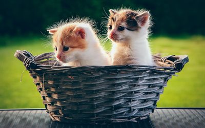 Japanese Bobtail, kittens, basket, cute animals, cats, pets, Japanese Bobtail Cat