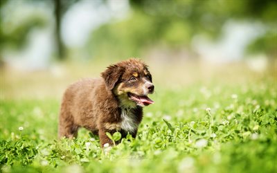 ボーダー Collie, 子犬, かわいい動物たち, 芝生, 茶色のボーダー collie, 犬, ペット, ボーダー Collie犬