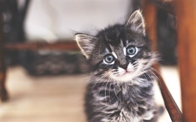 little gray cute kitten, furry little cat, miracle, little cats, pets, American Shorthair cat, cute look, cats