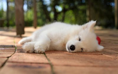 Samoyedo, dormir perro, cachorro, bokeh, animales lindos, peque&#241;os Samoyedo, perro blanco, peludo perro, perros, mascotas, Perro Samoyedo