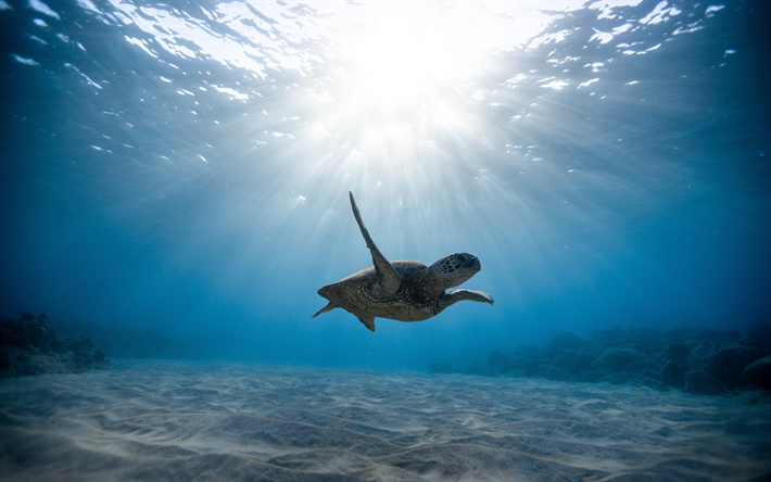 turtle, underwater world, ocean, turtle under water