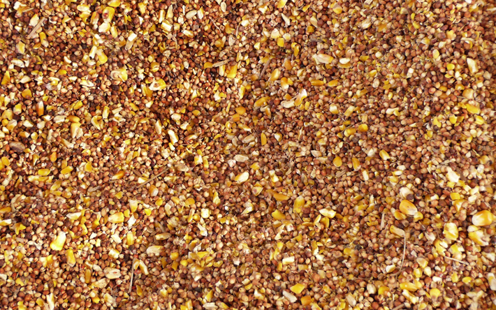 il grano saraceno texture, macro, marrone, sfondi, grano saraceno, grano texture di sfondo con il grano saraceno