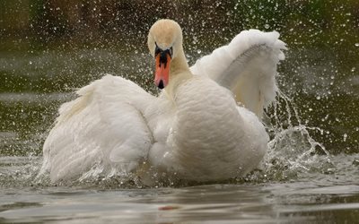 white swan, beautiful bird, swans, lake