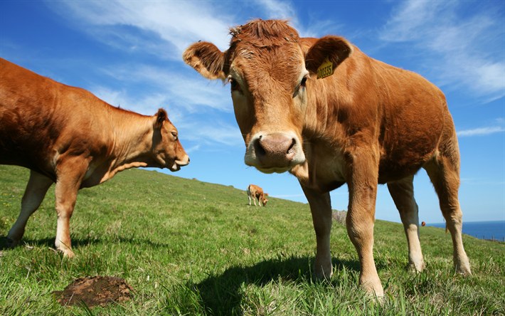 lehm&#228;, 4K, Sveitsi, niitty, vuoret, ruskea lehmi&#228;