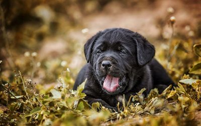 Labrador retriever, black puppy, autumn, cute animals, small black dog