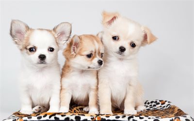 Chihuahua, puppies, dogs, small chihuahua, family, cute animals, pets, Chihuahua Dog
