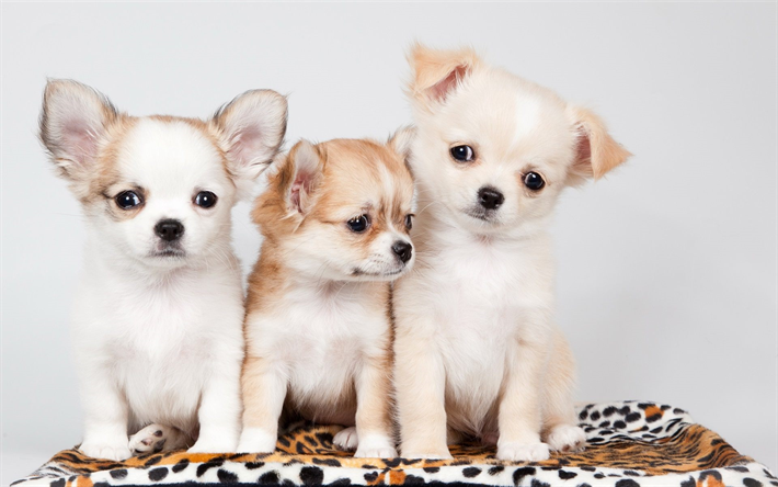 Chihuahua, chiots, chiens, chihuahua, de la famille, des animaux mignons, des animaux de compagnie, Chien Chihuahua
