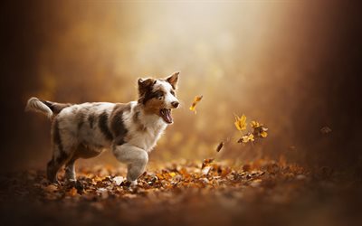 Australian Shepherd, autumn, fallen leaves, little Aussie, dogs, cute pets, little puppy