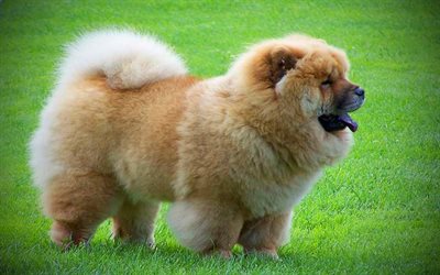 Chow Chow, lawn, close-up, furry dog, pets, brown Chow Chow, green grass, Songshi Quan, dogs, Chow Chow Dog