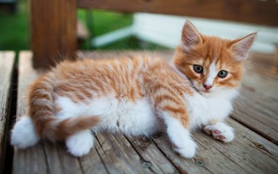 ginger kitten, ginger white little cat, fluffy kitten, cute animals, pets, cats