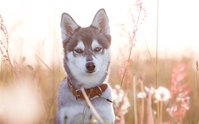 Download wallpapers Siberian Husky, young dog, evening, sunset, field ...