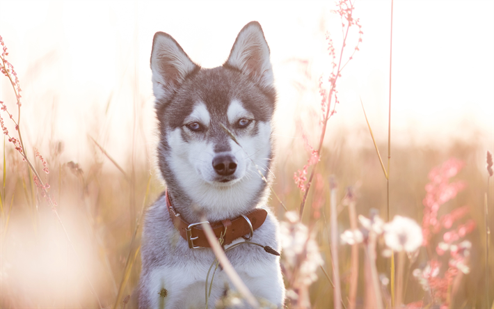 El Husky siberiano, el perro joven, tarde, puesta de sol, campo, animales divertidos, perros husky