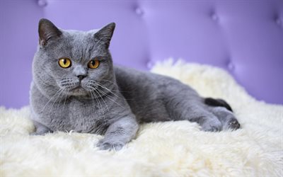British Shorthair, gray cat, domestic cat, close-up, pets, cats, cute animals, British Shorthair Cat