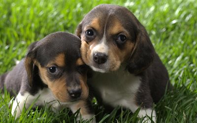 Beagle, cute dogs, puppies, pets, dogs, freinds, cute animals, Beagle Dog