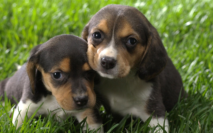 beagle, niedliche hunde, welpen, haustiere, hunde, freunde, niedliche tiere, beagle-hund
