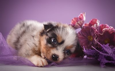 small gray fluffy puppy, australian shepherd dog, small dog, flowers, pets, dogs, Aussies