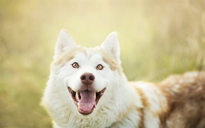 Husky, lawn, pets, puppy, close-up, cute animals, bokeh, Siberian Husky, small Husky, cute dog, dogs, Siberian Husky Dog
