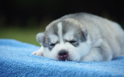 little gray husky, cute puppy, small dog, sleeping puppy, pets, dogs, Siberian husky