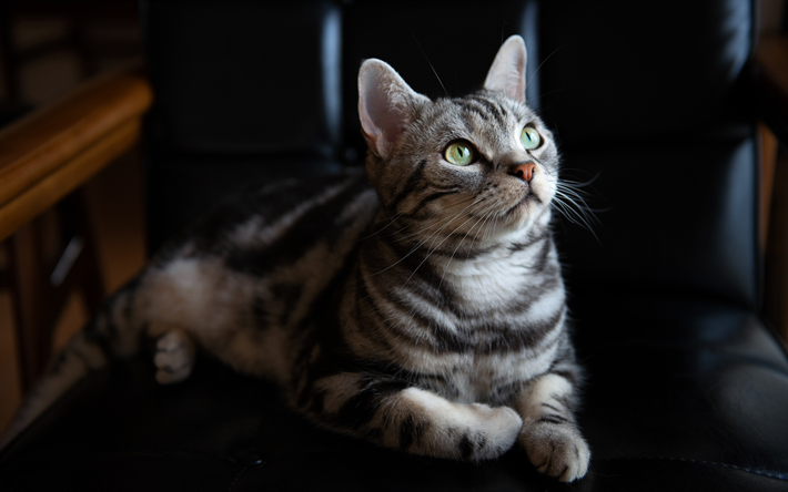 American shorthair cat, gray tabby cat, pets, cute animals, cats