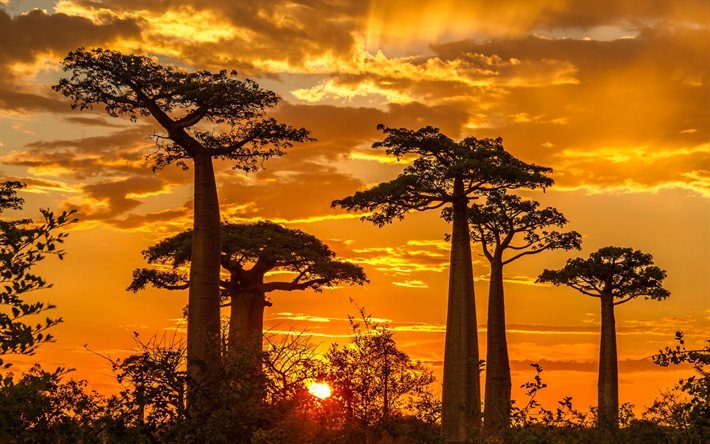 baobab, soir, coucher de soleil, baobabs, Madagascar, Adansonia digitata, baobab africain