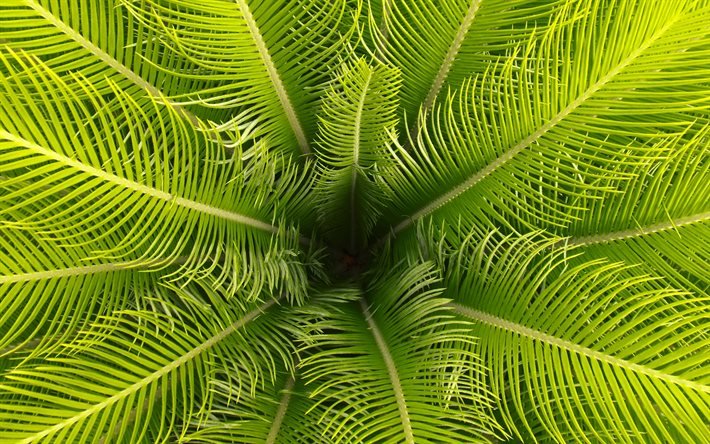 feuilles de palmier vert, fond de feuilles, cadre de feuille de palmier, palmier, texture naturelle